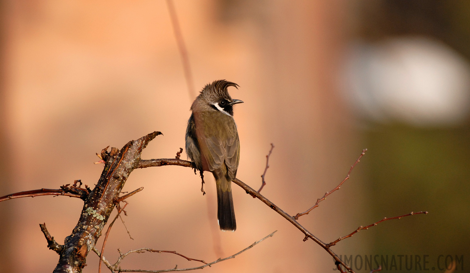 Pycnonotus leucogenys [400 mm, 1/640 sec at f / 4.5, ISO 400]